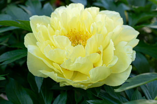 istock Yellow peony flower bud. 2156350751