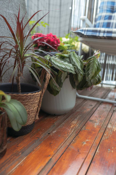 istock plants in flowerpot on home balcony 2156351492