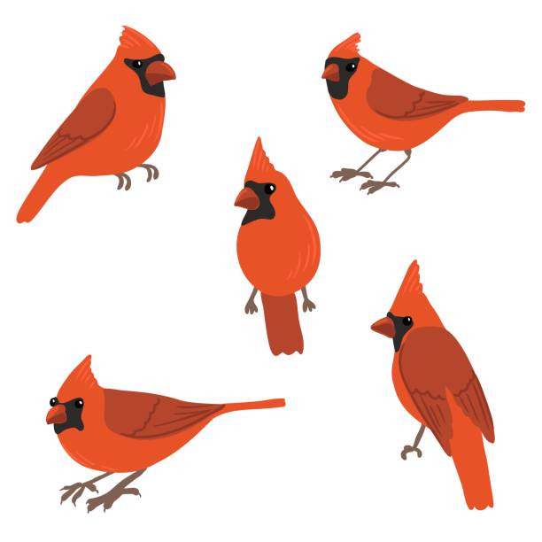 Cardinal Red Color Vector 760+ Red Cardinals Drawing Stock Photos, Pictures & Royalty-Free Images ...