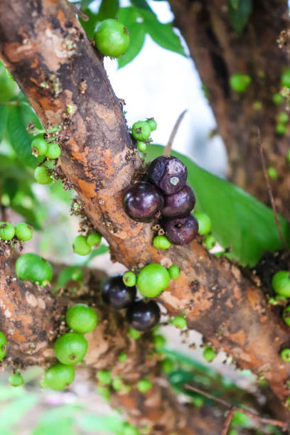 istock Sweet jaboticabas on the tree 2156354788