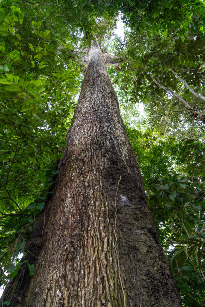 istock A giant Castanheira tree, Bertholletia excelsa, in the majestic Amazon rainforest on a sunny summer day. Concept of conservation, environment, ecology, nature, climate, biodiversity. Amazonas, Brazil. 2156355699