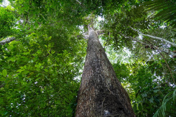 istock A giant Castanheira tree, Bertholletia excelsa, in the majestic Amazon rainforest on a sunny summer day. Concept of conservation, environment, ecology, nature, climate, biodiversity. Amazonas, Brazil. 2156355719