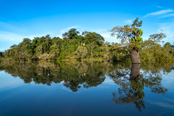 istock Beautiful landscape of Amazon rainforest trees reflected in river water on a sunny summer day. Concept of conservation, environment, ecology, nature, climate, biodiversity. Amazonas, Brazil. 2156355720