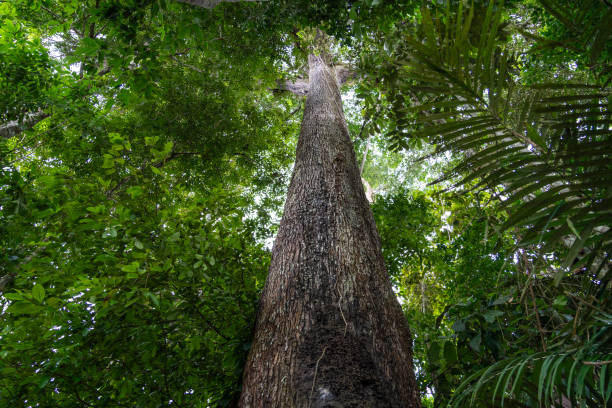 istock A giant Castanheira tree, Bertholletia excelsa, in the majestic Amazon rainforest on a sunny summer day. Concept of conservation, environment, ecology, nature, climate, biodiversity. Amazonas, Brazil. 2156355725
