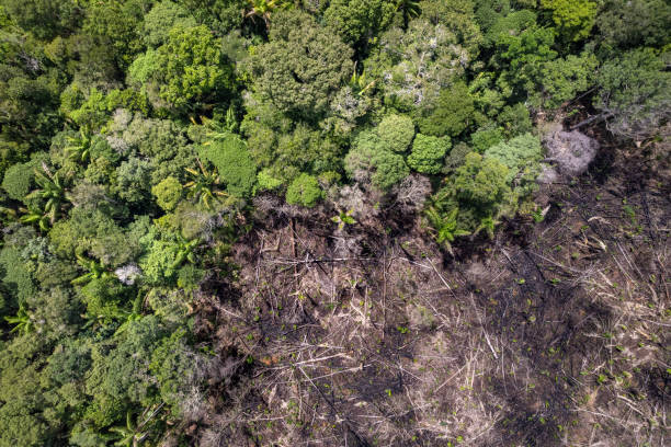istock Amazon rainforest illegal deforestation landscape aerial view of trees cut and burned to make land for agriculture and cattle pasture in Amazonas, Brazil. Ecology, environment, global warming, co2. 2156355794