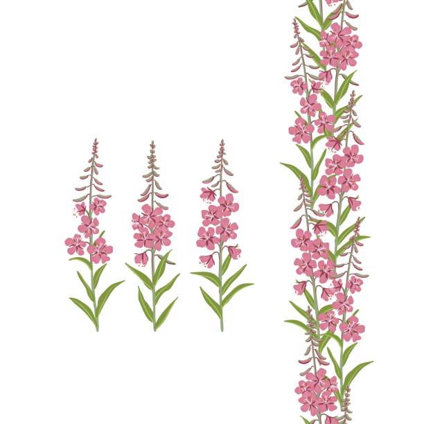Fireweed Simple Drawing 310+ Fireweed Drawing Stock Illustrations, Royalty-Free Vector Graphics ...