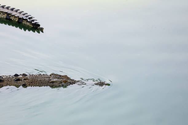 istock Close up salt crocodile is show head in river 2156357613