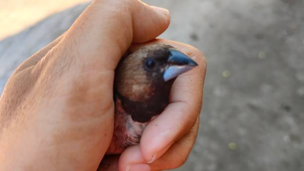istock Sparrow in human hands for being rescued 2156358897