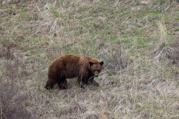 a black bear in Yellowstone National Park Wyoming in springtime