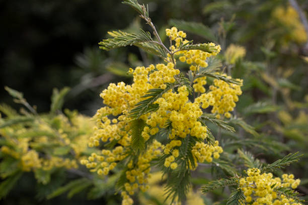 istock yellow splendid mimosa on tree close-up, selective focus. spring background of white acacia flowers 2156360652