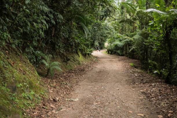 istock Caminho do Itupava, stretch close to Pico Marumbi 2156360789