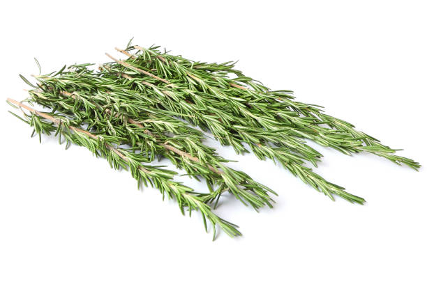 istock Rosemary herb on a white background. Fresh fragrant plants with evergreen leaves 2156361471
