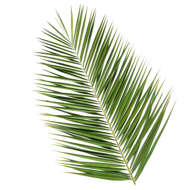 istock Leaf of a date palm tree isolated on a white background 2156361538