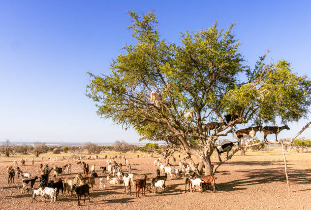 A large herd of goats in Morocco, with many climbing a large Argan tree in a rural area near to Marrakech.