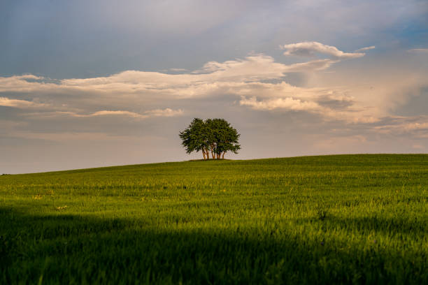 istock Landscape of a spring meadow with a tree. 2156362599