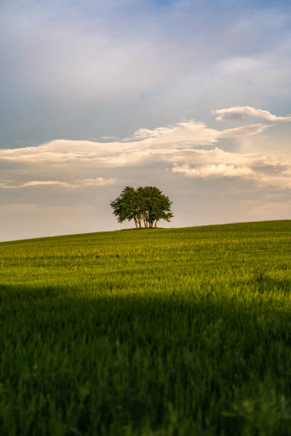 istock Landscape of a spring meadow with a tree. 2156362623