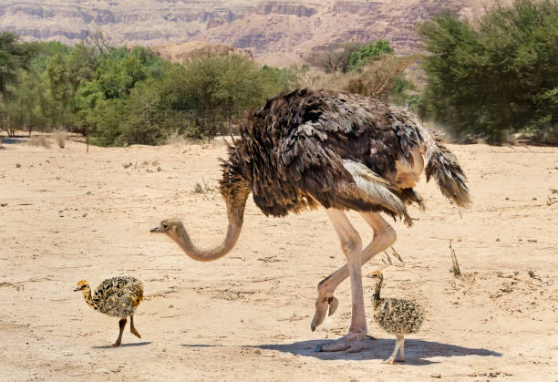 a male Ostrich with two chicks following in Southern Africa.