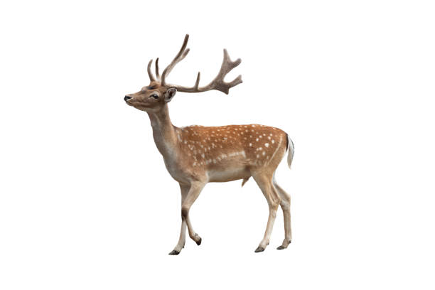 istock male european fallow deer isolated on white background 2156369050