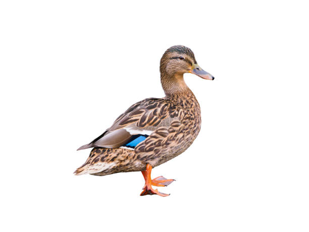 istock female mallard duck isolated on white background 2156369060