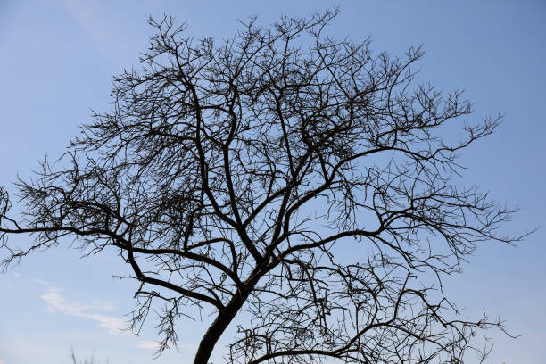 In the background of the silhouette of the leafless tree is a blue summer sky on a sunny day.