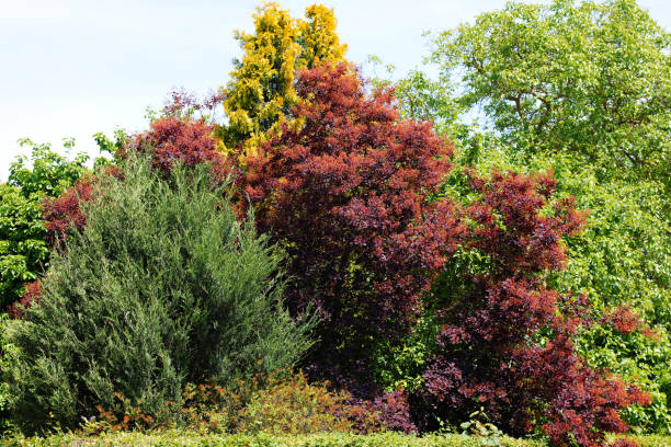 istock A variety of trees and shrubs create a colorful summer landscape 2156369431