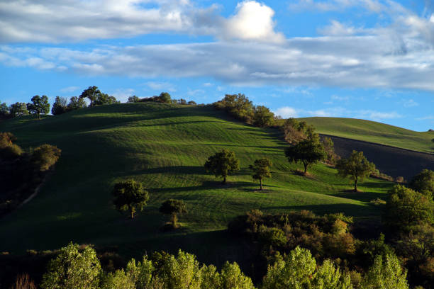 field of grass and trees against the sky