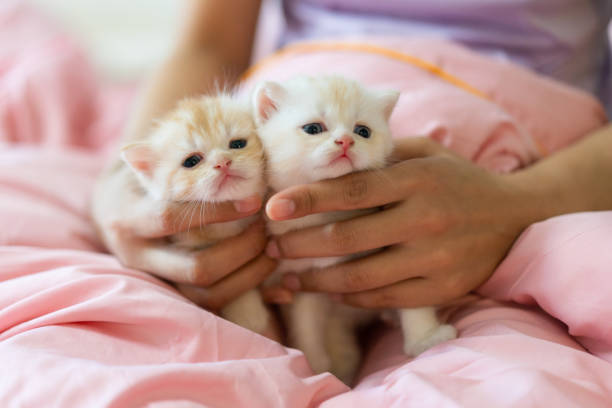 Half month old lovely Kitten playing on the bed with owner with happiness