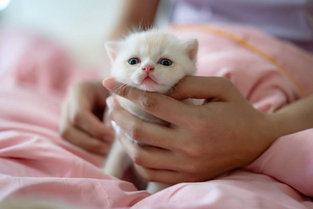 Half month old lovely Kitten playing on the bed with owner with happiness