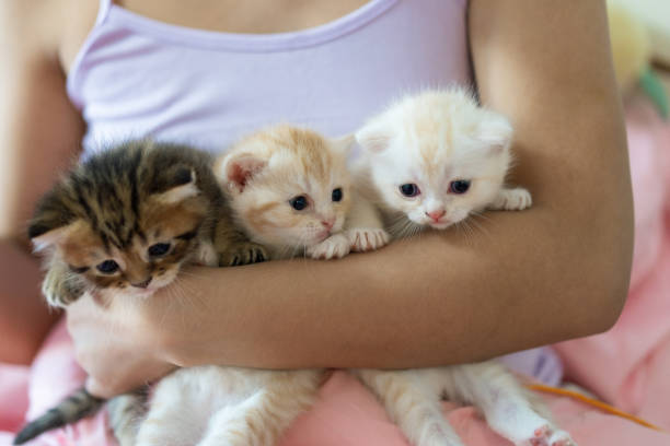 istock Lovely Kitten playing on the bed 2156370990