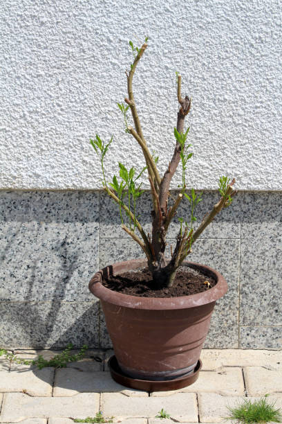 istock Jerusalem cherry or Solanum pseudocapsicum bushy shrub plant with green shiny elliptical leaves in old brown flower pot next to house wall 2156372414