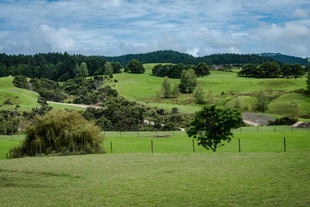 A landscape photo overlooking a sheep meadow in New Zealand