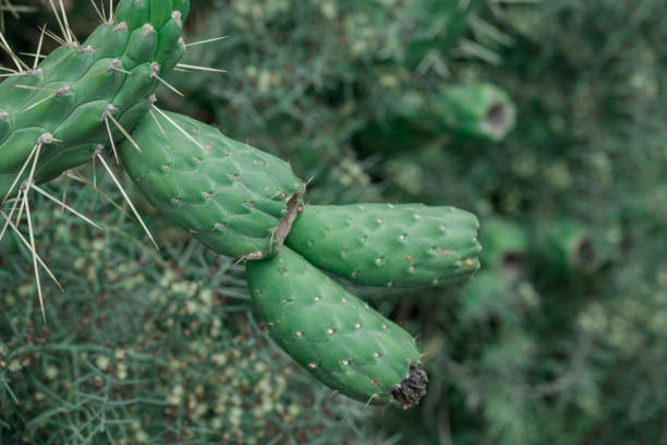 istock Cactus nopal flowers. Chumbera nopal cactus plant with flowers 2156373331