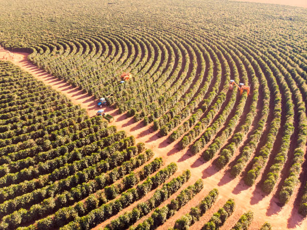 istock Aerial view of coffee plantation. 2156376901