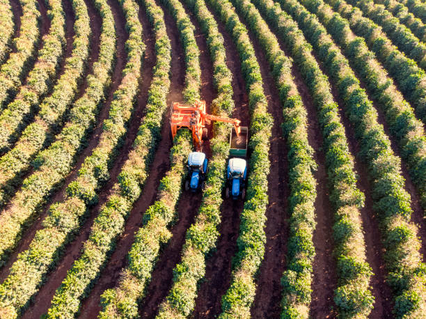istock Aerial view of coffee plantation. 2156377220