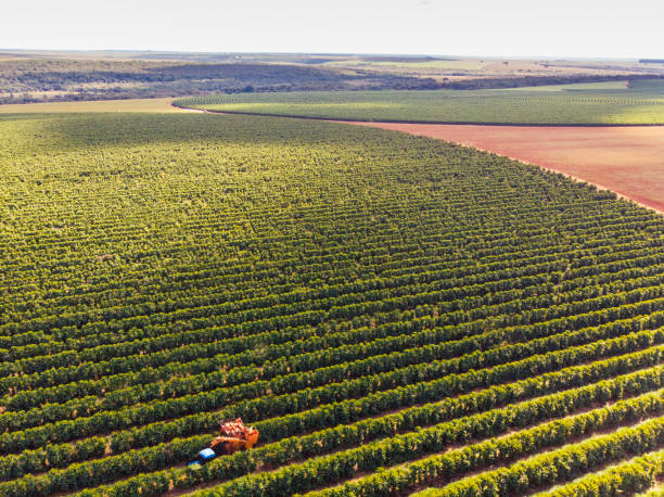 istock Aerial view of coffee plantation. 2156377244
