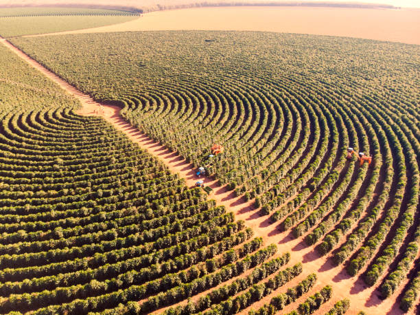 Photo taken by drone over a coffee plantation.Combine harvester working.Center pivot irrigation