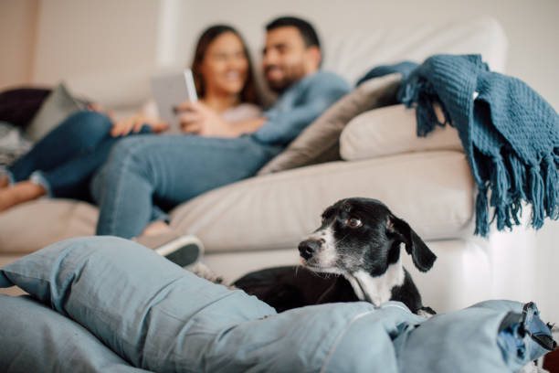 istock Young couple relaxing at home 2156377284