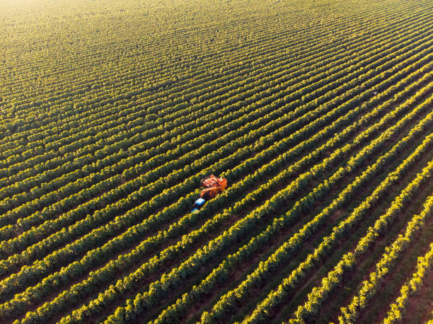 istock Aerial view of coffee plantation. 2156377312