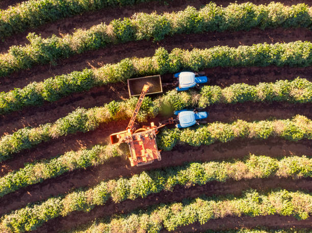 istock Aerial view of coffee plantation. 2156377434