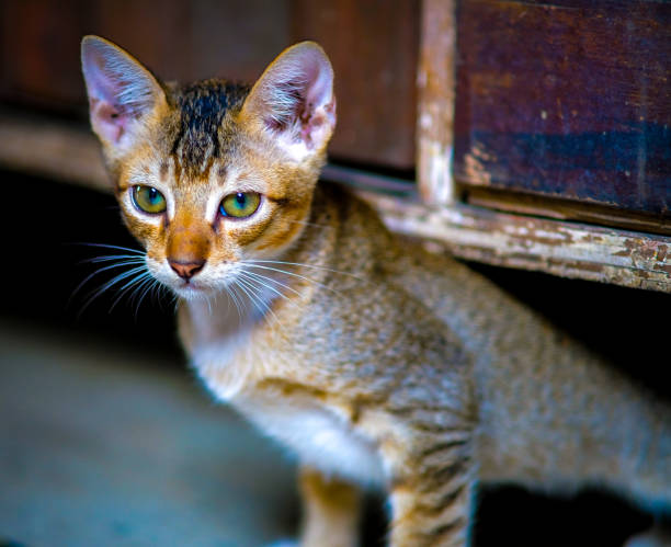 istock Cute playful kitten in an old house. 2156377463