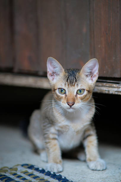 istock Cute playful kitten in an old house. 2156377490