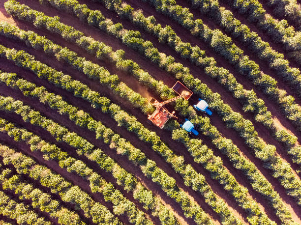 Aerial view of coffee plantation.