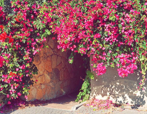 istock Flower Covered Archway Entrance Vibrant Pink Full Frame 2156377551