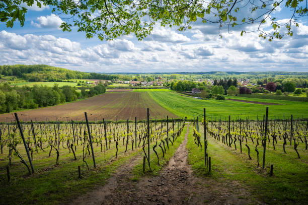 istock Panoramic landscape with growing vineyard in spring season. 2156379962