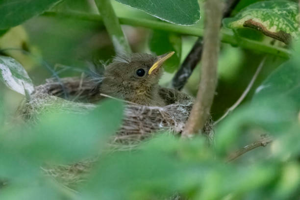 istock baby yellow warbler at nest 2156380643