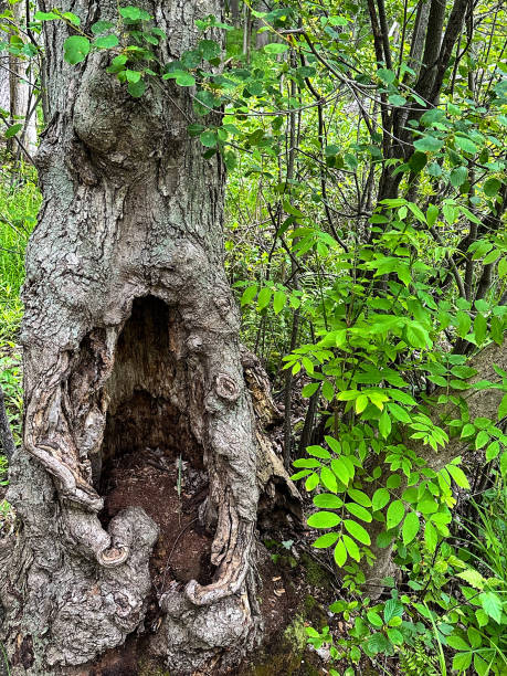istock Large tree with hole in the bottom at a Wisconsin nature center 2156380945