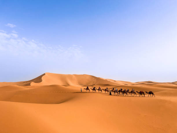 istock Camel Excursion Crossing the Merzouga Desert, Morocco 2156382015