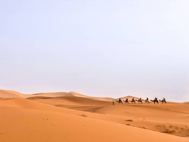 istock Camel Trekking with Guides Through the Merzouga Desert, Morocco 2156382016