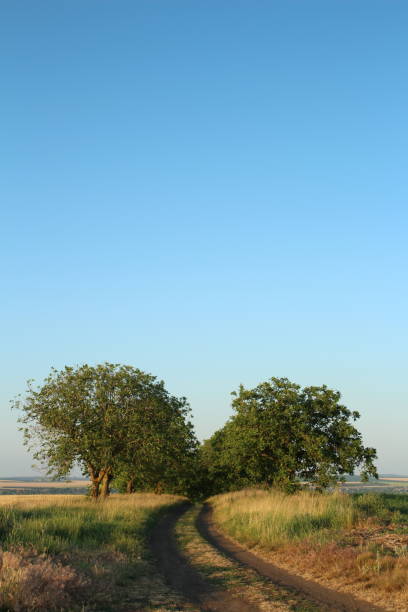 A dirt road with trees on either side of it. Sky. Outdoor. Grass. Tree. Way