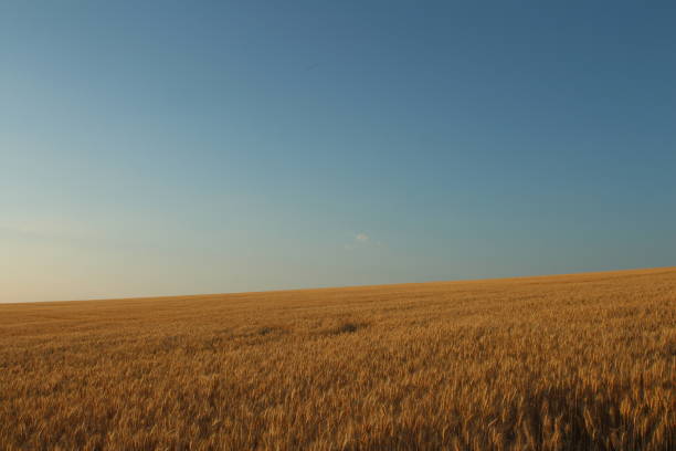 istock A field of brown grass 2156382297